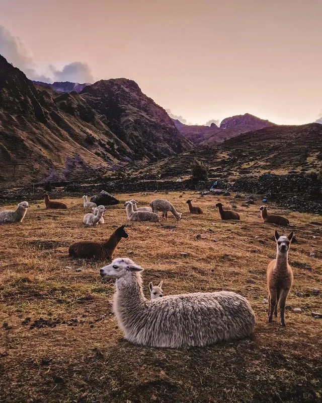 Llama Herding Lares Trek